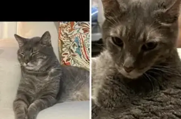 Lost Cloud Grey Abbytabby in Port St. Lucie