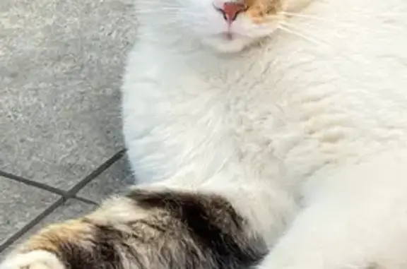 Animaux perdus Grilly, photo: Chat européen perdu à Grilly