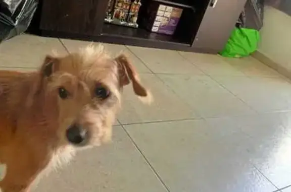 ¡Ayuda! Perro perdido en Celaya