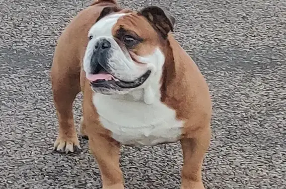 Help Find Rocko: Missing English Bulldog