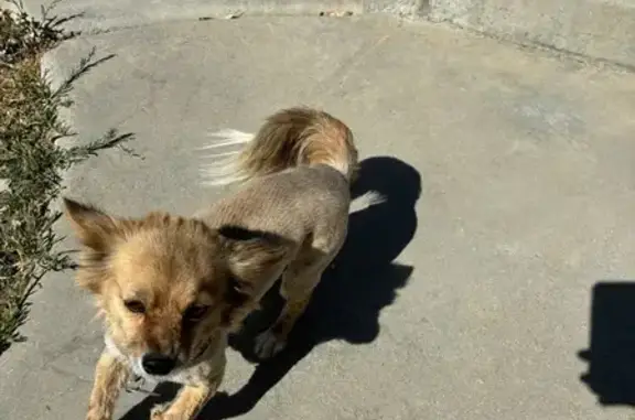 Lost Chihuahua 'Foxy' on 12th Street