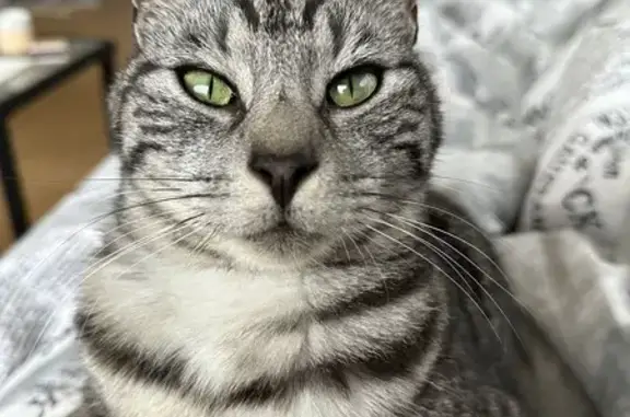 Charly, chat gris 5 ans, perdu à Cavan - photo