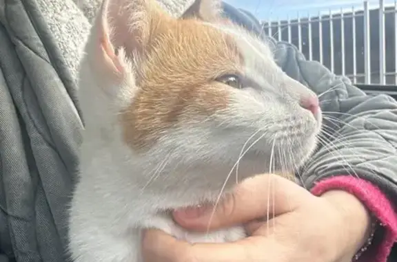 Jeune chat marron/blanc trouvé à Valence - photo