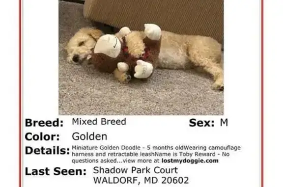 Lost 5-Month-Old Golden Doodle Toby