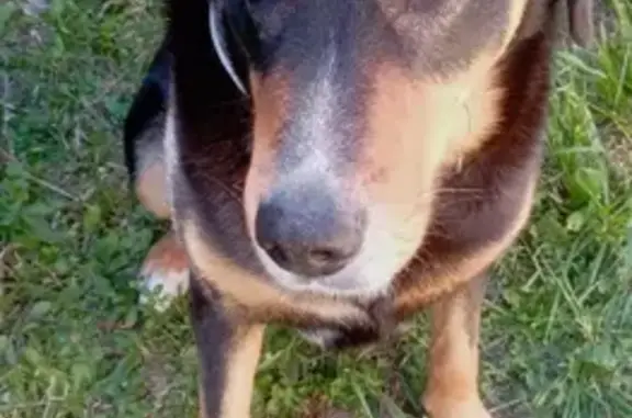 Chien perdu Saint-Victoret, photo : Beauceron noir perdu à Saint-Victoret