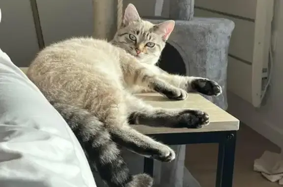 Animaux perdus Lannilis, photo: Chat blanc tigré perdu à Lannilis