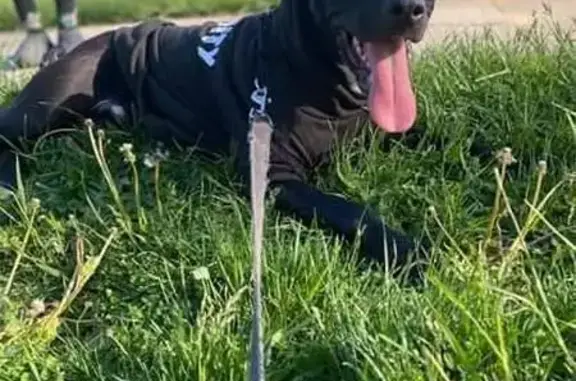 Lost Service Dog: Black Pitbull Mix