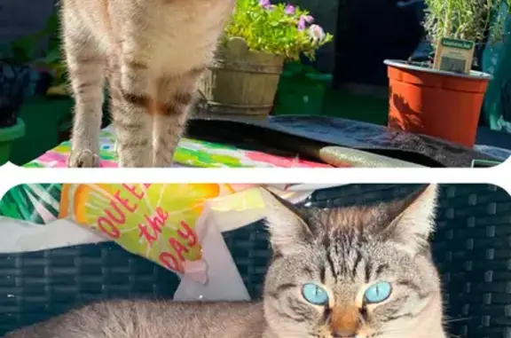 Chat perdu, , photo: Chatte siamoise perdue à Gouaix