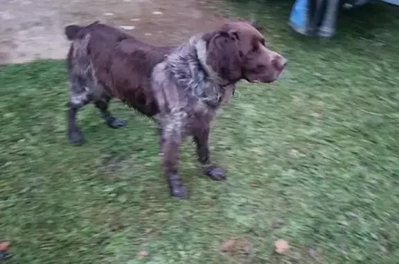 Setter marron/blanc trouvé à Bordères-sur-l'Échez - photo