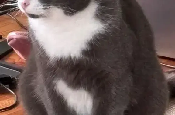 Chat européen gris/blanc perdu à Assat - photo