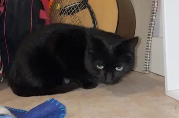 Chat noir et blanc trouvé à Évron - photo