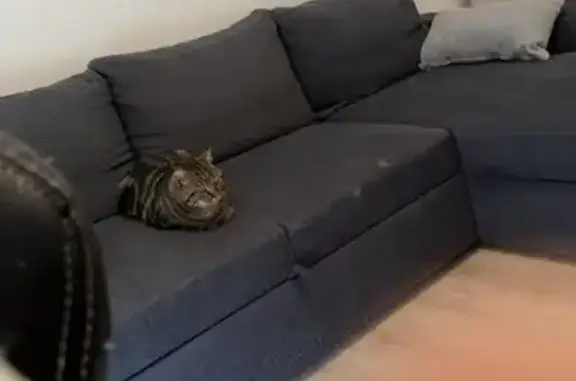 Chat mâle tigré trouvé à Épinal - photo