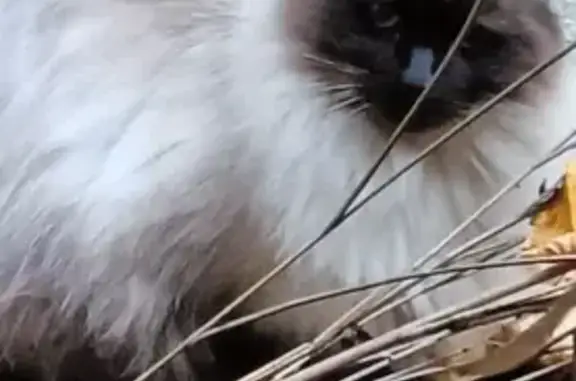 Animaux trouvés Maisons-Laffitte, photo: Chat blanc et chocolat trouvé à Maisons-Laffitte