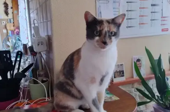 Animaux perdus Tours, photo: Chatte Nala disparue, 2 ans, Tours