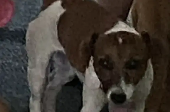 Lost Jack Russells: Brown & White Duo