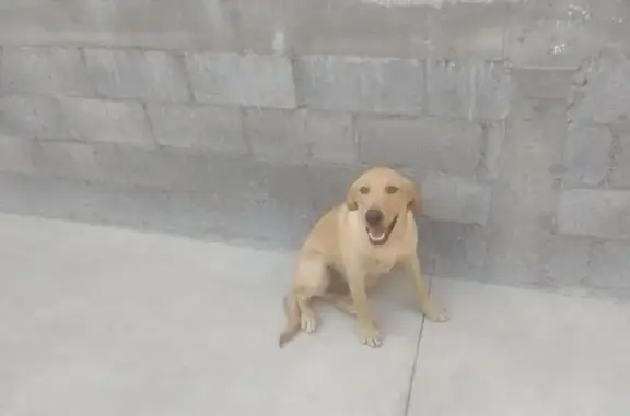 ¡Ayuda! Labrador Miel Perdido en Chihuahua