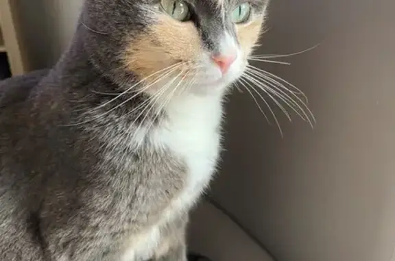 Animaux perdus Thionville, photo: Chat tricolore perdu à Thionville
