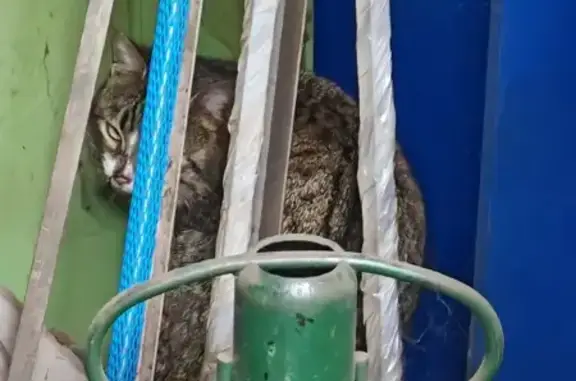 Chat tigré trouvé à Périgneux - photo