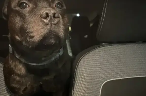 Staffie noir mâle trouvé à Carpentras - photo