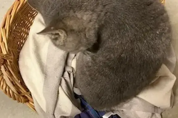 Animaux trouvés Simandre, photo: Chatte grise aveugle trouvée à Simandre