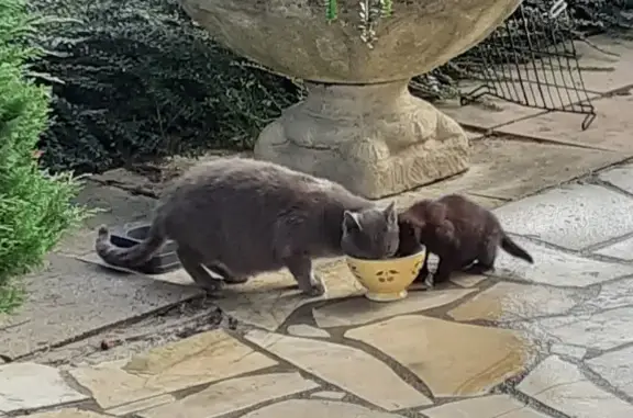 Chatte sauvage cachée à Labruguière - photo