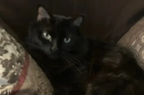 Lost: Black Norwegian Cat, Azusa Area