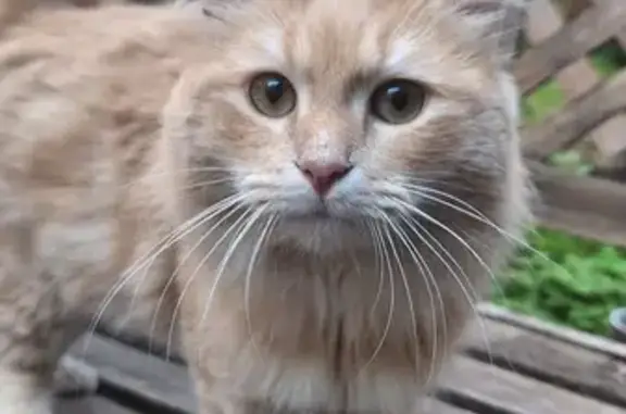 Jeune chat roux trouvé à Toulouse - photo