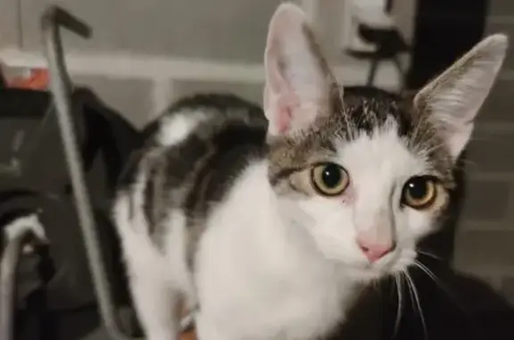 Animaux trouvés Montluçon, photo: Chaton trouvé, 3 mois, Rue Alfred de Vigny