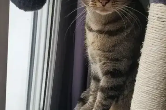 Chatte tigrée disparue à Amboise - photo