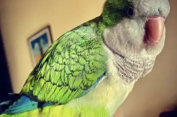 Lost Quaker Parrot: Help Find Oliver!