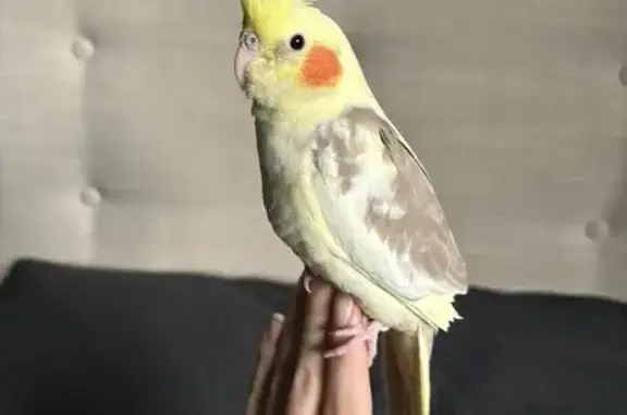 Lost Cockatiel: Basil on Caldwell St