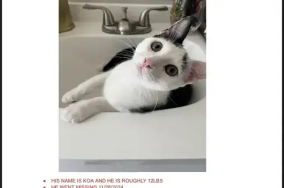 Lost Black & White Cat on Crosstown Pkwy