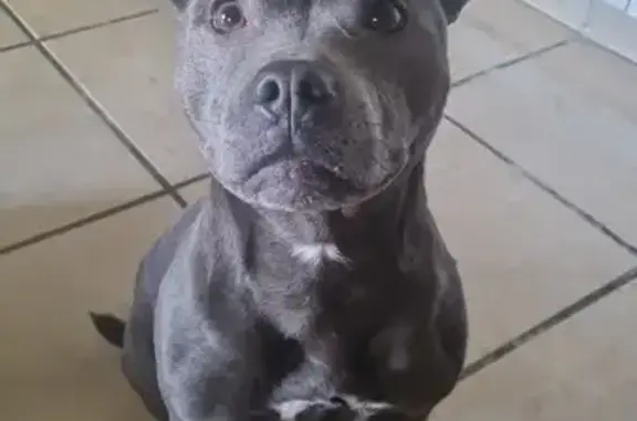 Chien perdu , photo : Staffie bleu perdu à Notre-Dame-du-Bec