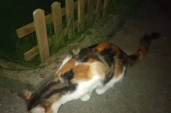 Chat trouvé rue André Lenôtre, Montauban - photo