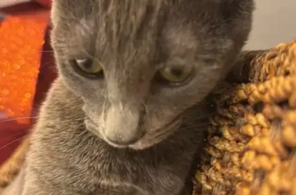 Lost Gray Cat Midge in Phoenix - Help!