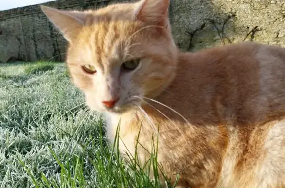 Animaux perdus Bernières-sur-Mer, photo: Chat roux disparu à Bernières-sur-Mer