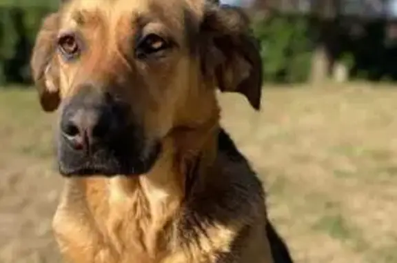 Chienne berger marron perdue à Sainte-Livrade - photo