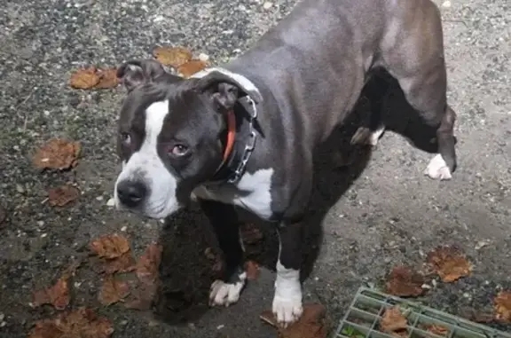 Chien trouvé: Sky, 3 ans, puce inactive - photo
