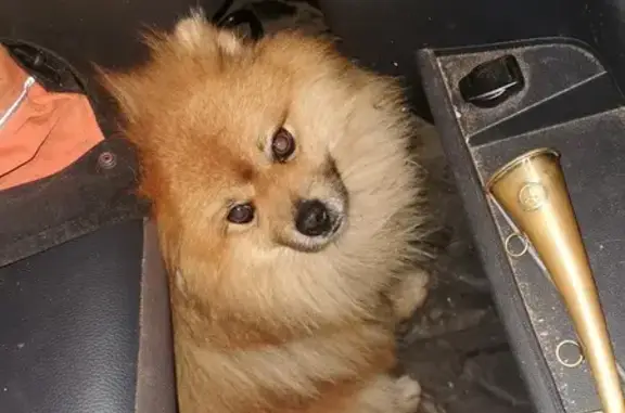 Chien trouvé à Saulcy-sur-Meurthe - photo