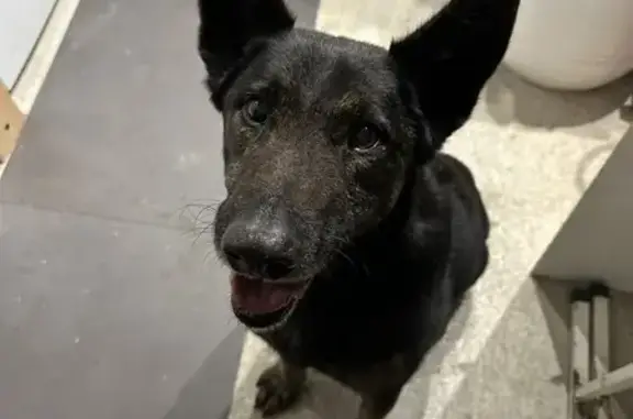 Chien trouvé , photo: Chien croisé malinois trouvé à Terre-de-Bancalié