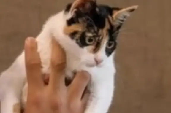 Animaux perdus , photo: Chatte calico disparue à Vitry-sur-Seine