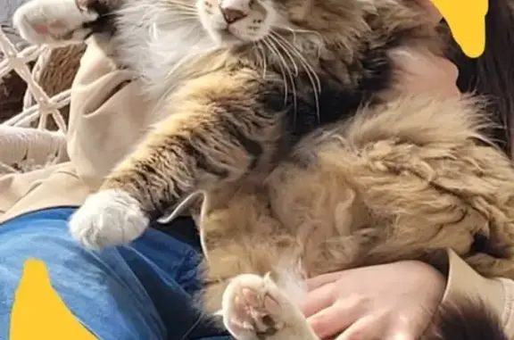 Tigrou, chat disparu depuis le 26/11 - photo