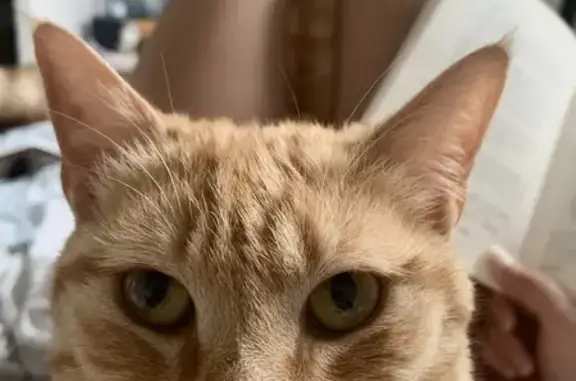 Chat tigré roux disparu à Ancenis - photo