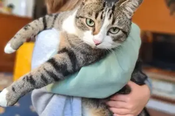 Animaux perdus Toulouse, photo: Chat tigré mâle perdu à Toulouse
