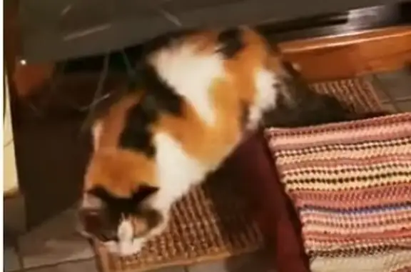 Animaux perdus , photo: Chatte tricolore perdue à Pléguien