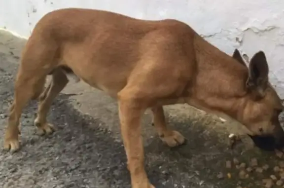 ¡Ayuda! Perro perdido en Camping La Pirámide