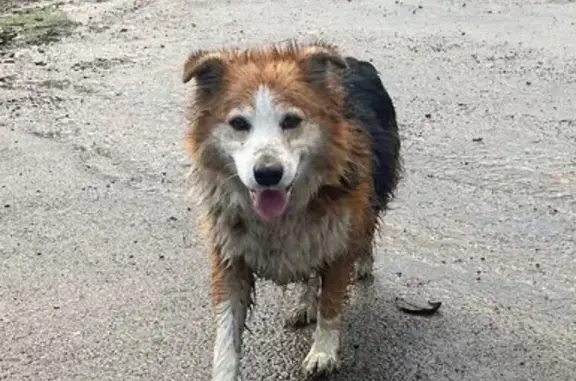 Chienne perdue à Plénée-Jugon - photo