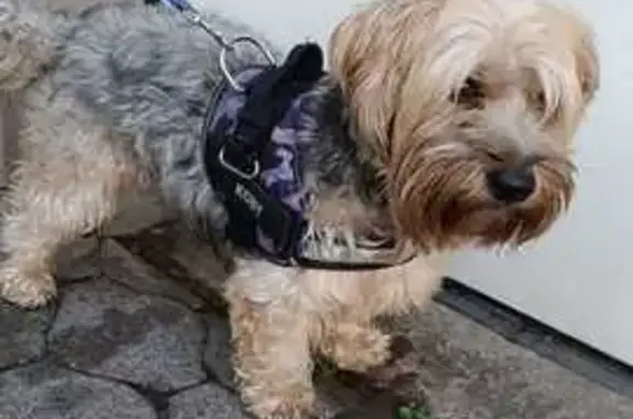 Chien trouvé Bischheim, photo: Chien trouvé : Yorkshire gris, harnais mauve