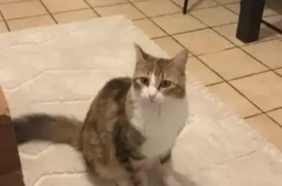 Animaux perdus Besançon, photo: Chat écaille disparu à Besançon