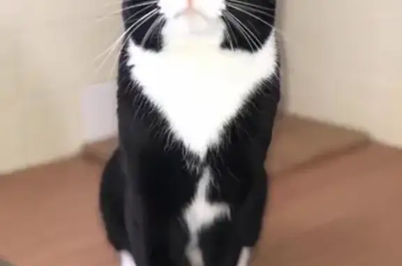 Gatos perdidos, , foto: ¿Has visto a este gato? Negro y blanco